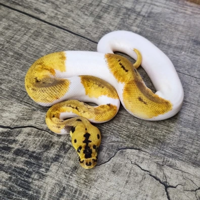 Pastel Enchi Leopard Clown Pied Het DG Ball Python - male for sale from MorphArt Reptiles