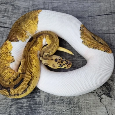 Pastel Clown Pied Het Desert Ghost Ball Python - female for sale from MorphArt Reptiles