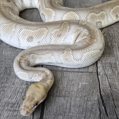 Mojave Clown Ball Python - female for sale from MorphArt Reptiles