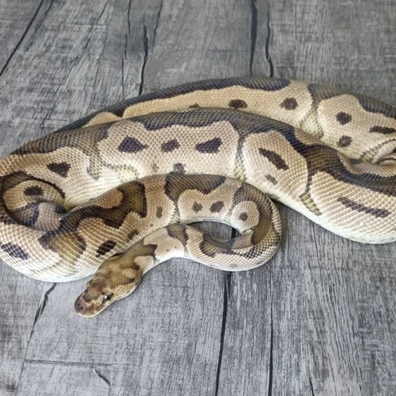 Clown Dh DG Pied Ball Python - male for sale from MorphArt Reptiles