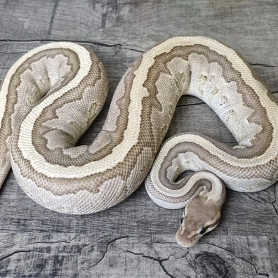 Mojave Pinstripe Dh DG Ultramel Ball Python - female for sale from MorphArt Reptiles