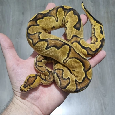 Enchi (Sugar/Calico) Clown Ball Python - male for sale from MorphArt Reptiles