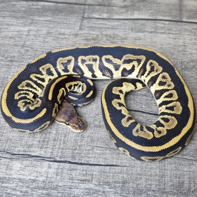 Bongo Leopard Het Clown Ball Python - female for sale from MorphArt Reptiles