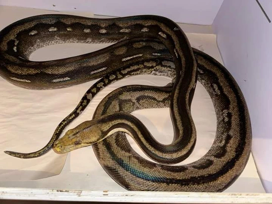 50% Kalatoa Super Dwarf Phantom Tiger Reticulated Python by MorphEvolution