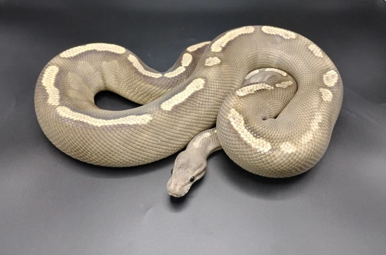 Black Pastel Ghi Ghost Ball Python by MorphEvolution