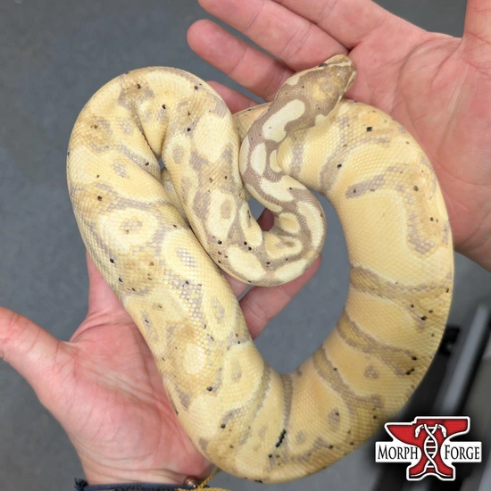 Pastel "pos" Enchi Banana Het Clown Ball Python by Morph Forge