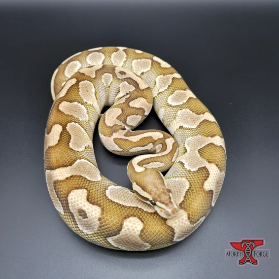 Matching Ball Python Pfp 1.1 PB Het DG Pair !! Ball Python by Morph Forge