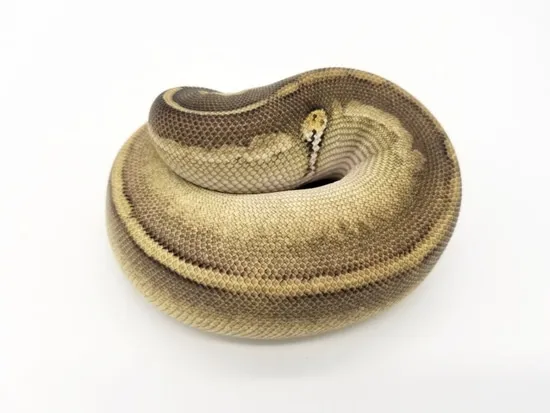 Siren Mojave Ball Python by Custom Scales