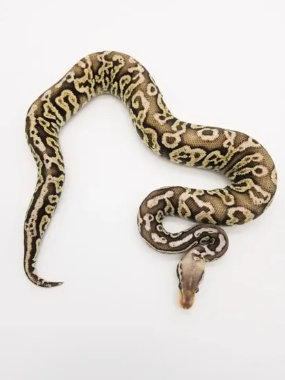 Pewter Fire Spotnose Ball Python by Custom Scales