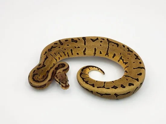 Vanilla Pin Static Ball Python by Custom Scales