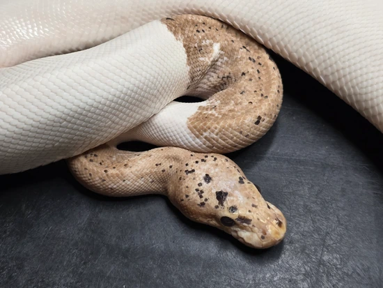 Pastel Banana Pied (Frost) Ball Python by Custom Scales