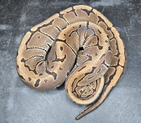 Pinstripe Ball Python by Custom Scales