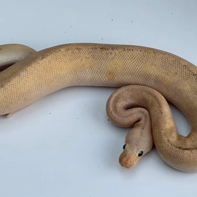 Pastel Champagne Clown Het Hypo (Ghost)
