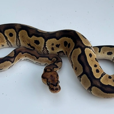 Clown Het Hypo (Ghost)