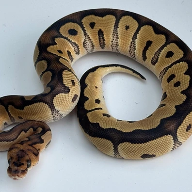 Clown Het Hypo (Ghost)