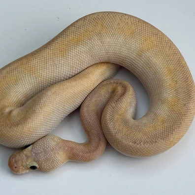 Pastel Champagne Clown
