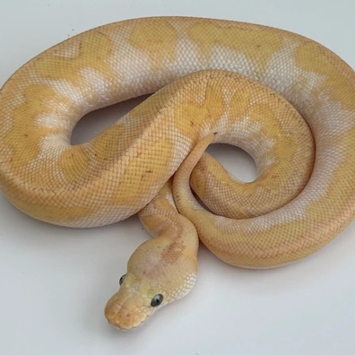 Enchi Champagne Clown