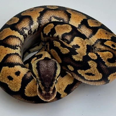 Enchi Yellow Belly Het Clown