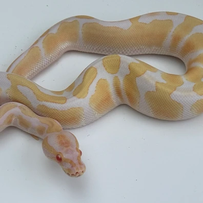 Albino Het Pied