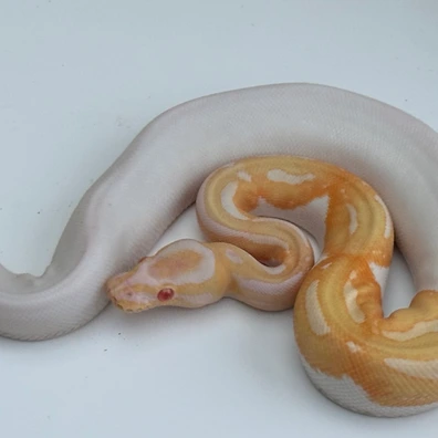 Albino Pied