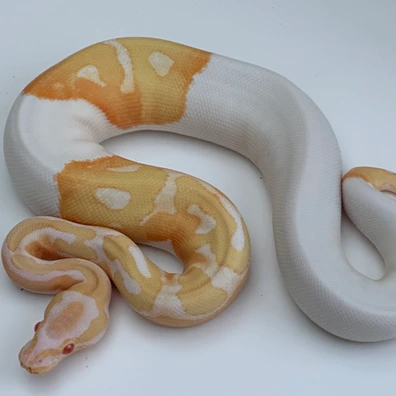 Albino Pied