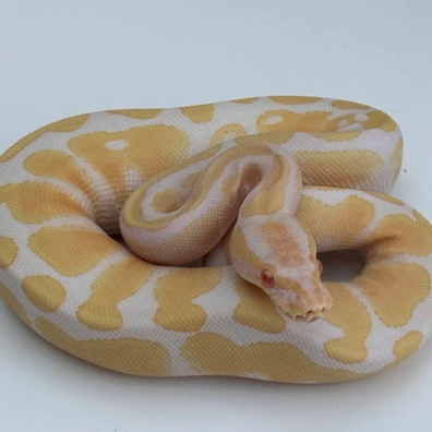 Albino Het Pied