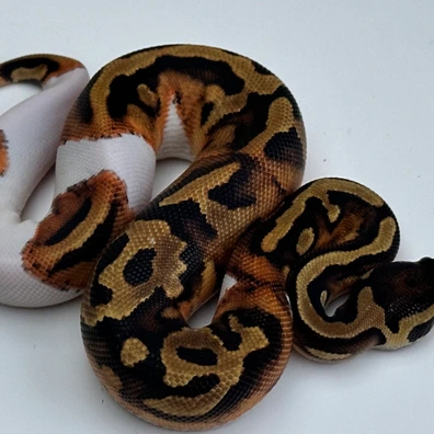 Pied Het Albino