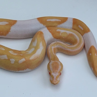Albino Pied
