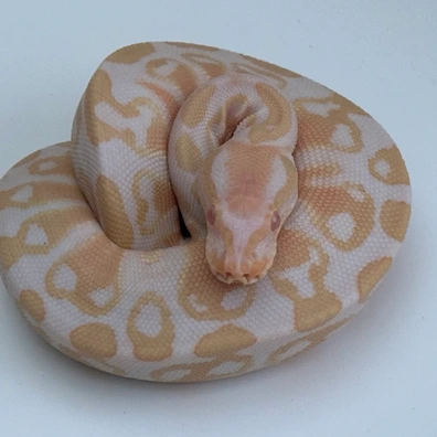 Albino Het Pied