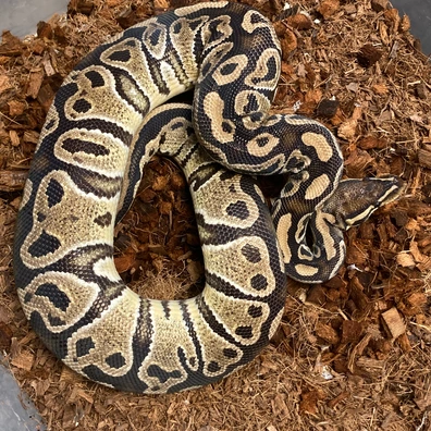 Hurricane Het. Clown