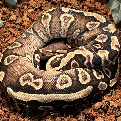 GHI Phantom Het. Clown Ball Python - female for sale from Ballcave