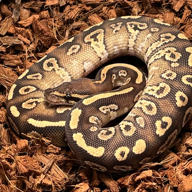 Orbit Mojave Ball Python - male for sale from Ballcave