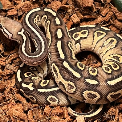 Hurricane Fire Cinnamon Het. Clown Ball Python - female for sale from Ballcave