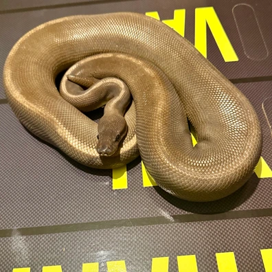 PB 😈 Mahogany GHI Black Pastel Ball Python - male for sale from Mortls Mutations