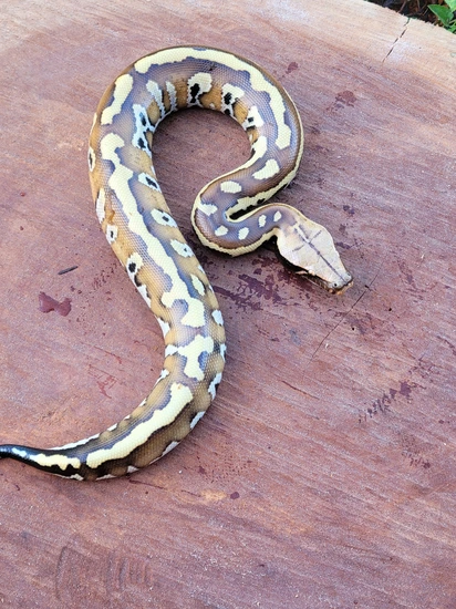 Pollen Het T+(Cherry Bomb) Blood Python by Morton Wright Reptiles