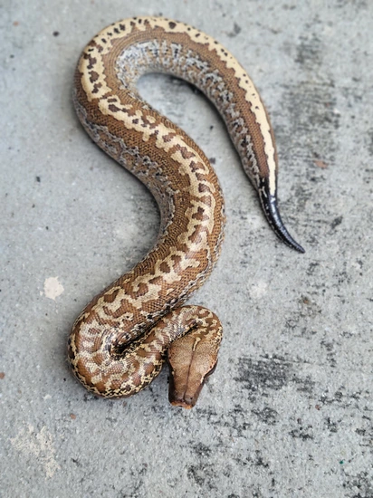 Het T+ Batik Blood Python by Morton Wright Reptiles