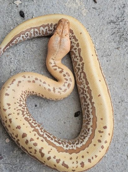 Pixel T Positive Albino Blood Python by Morton Wright Reptiles