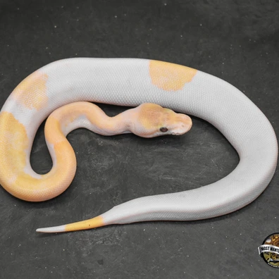 Mojave Enchi Ultramel Pied Ball Python - male for sale from Most Wanted Pythons