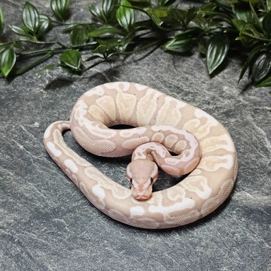 Ghi Banana Axanthic TSK Femal Maker