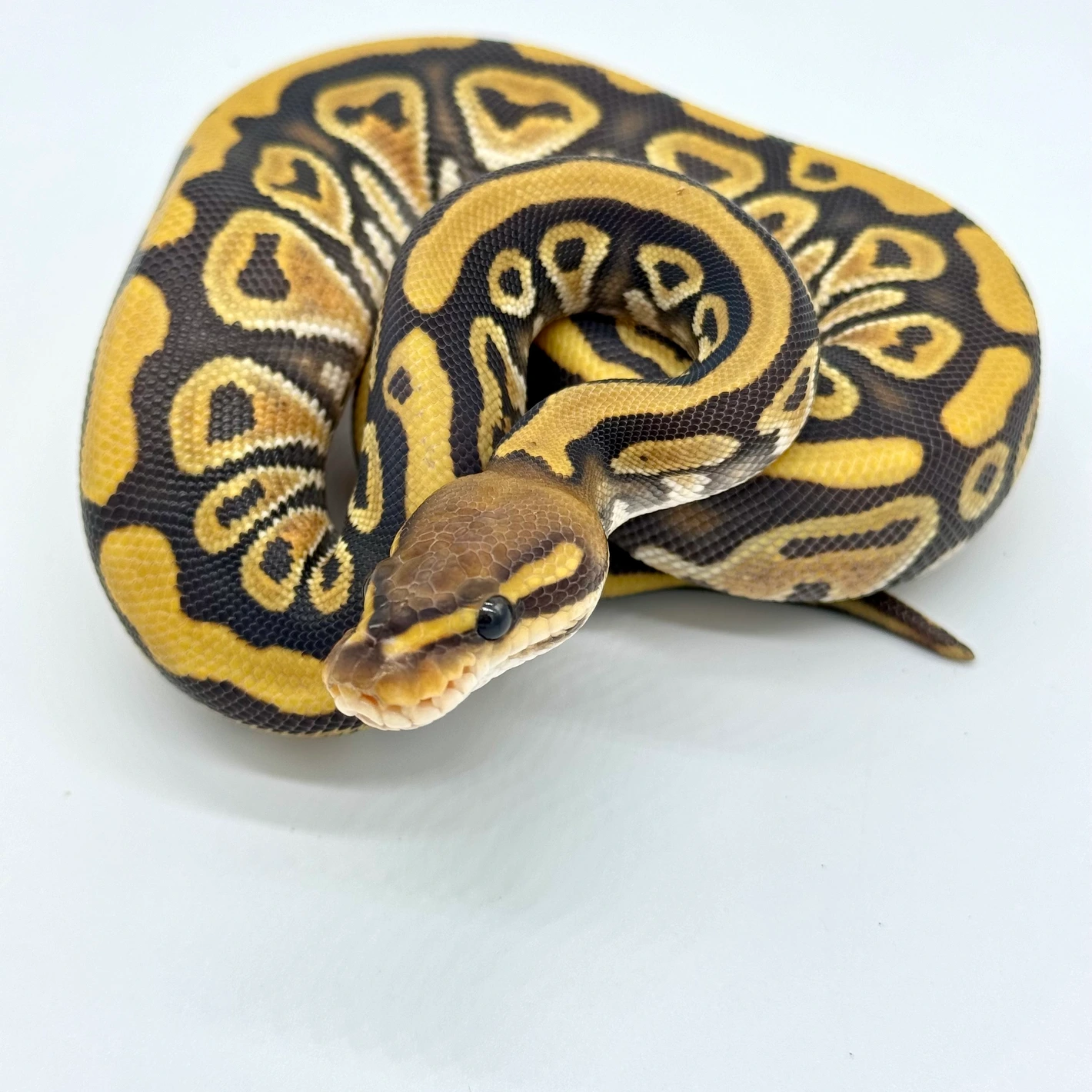 Cypress Hypo Het Cryptic Or Clown Ph DG Ball Pythons by Redline