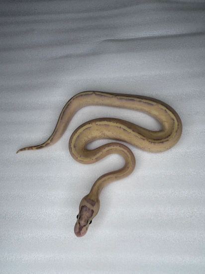 Photo inspiration: Visual Reference: Puma Het Desert Ghost Ball Python By D3 Exotics