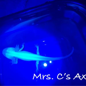 Mrs. C’s Axies - MorphMarket