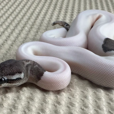 Pewter Piebald 100 % Het Axanthic TSK
