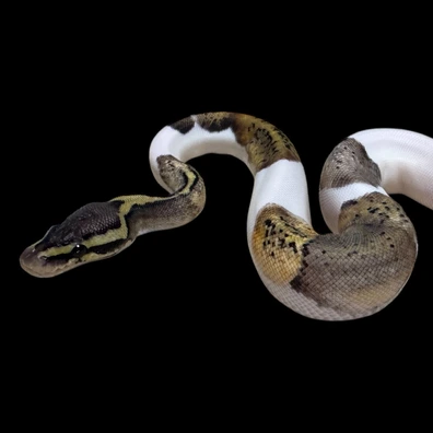 Pastel Piebald 100% Het Axanthic TSK