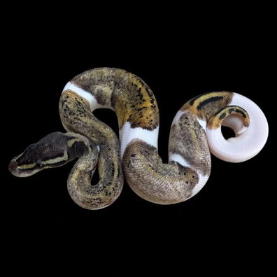 Pastel Piebald 100% Het Axanthic TSK