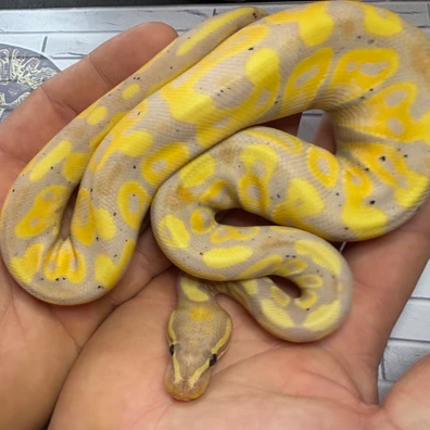 Banana Yellow Belly