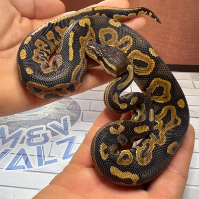 Cinnamon Yellow Belly