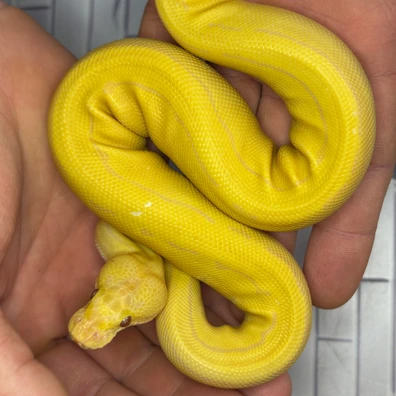 Candy Pinstripe Het Pied