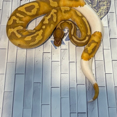 Ultramel Pied Ball Python - unknown for sale from M & V Royalz