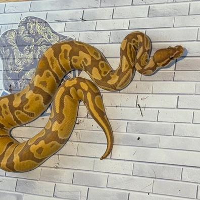 Ultramel Het Pied Ball Python - unknown for sale from M & V Royalz